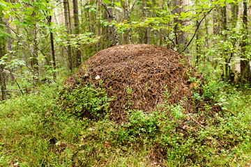 photo summer forest landscape
