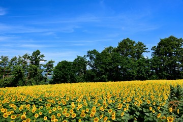 明野のひまわり畑