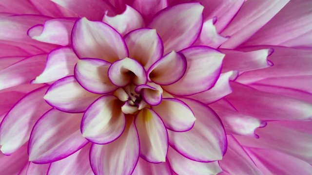 closeup time lapse of blooming pink flower dahlia