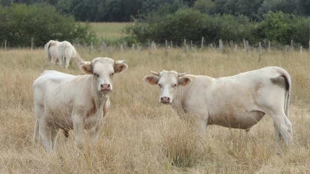 Two large Charolais calves in a dry pasture looking straight ahead, Poitou Charente, France, Europe.