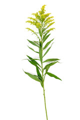 Fototapeta premium Yellow spring flowers (Solidago) in a glass vase Isolated on white background.