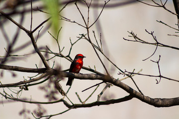 The red bird