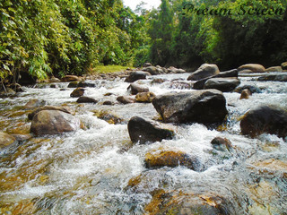 stream in forest