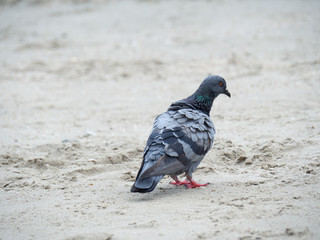 Pigeon on the sand, Closeup of a gray pigeon in the beach