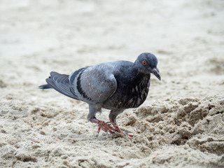 Pigeon on the sand, Closeup of a gray pigeon in the beach