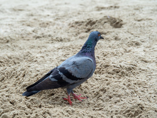 Pigeon on the sand, Closeup of a gray pigeon in the beach