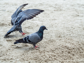Pigeon on the sand, Closeup of a gray pigeon in the beach