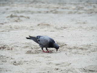 Pigeon on the sand, Closeup of a gray pigeon in the beach