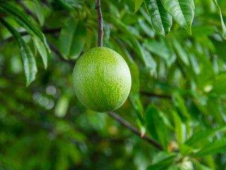 Calabash fruit​, Wild calabash, It is generally seen in the park of Thailand. .Cerbera oddloam fruit on tree, Close up of Suicide fruit (Cerbera odollam), Water trotters and green fruits