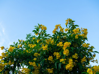 Tecoma stans tree in garden, Blossoms of Yellow Trumpetbush on blue sky, Common name is Yellow bell / Yellow elder / Trumpet vine.