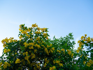 Tecoma stans tree in garden, Blossoms of Yellow Trumpetbush on blue sky, Common name is Yellow bell / Yellow elder / Trumpet vine.