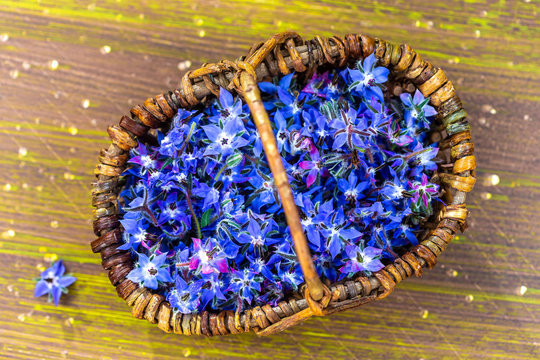 Fresh Borage flowers in a basket on light wooden background