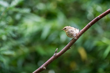 An Eurasian blackcap