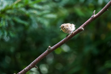 An Eurasian blackcap