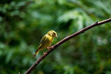 An Beautiful Greenfinch