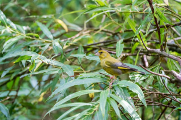 An Beautiful Greenfinch