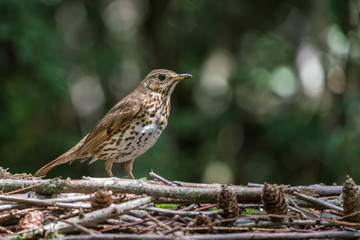 An Common blackbird