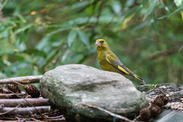 An Beautiful Greenfinch
