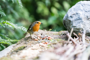 An European Robin