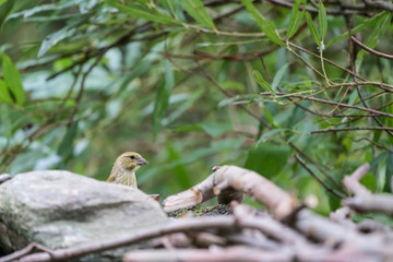 An European greenfinch