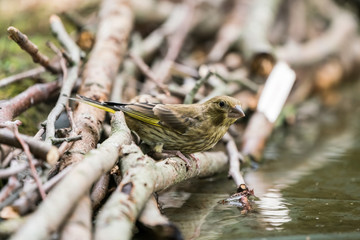 An European greenfinch