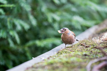 An beautiful Finch