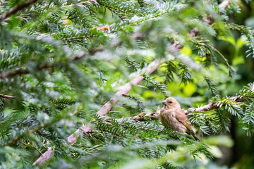 An European greenfinch