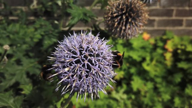 Bees busy around blue globe thistle( Echinops bannaticus) in a Scottish park on a sunny day