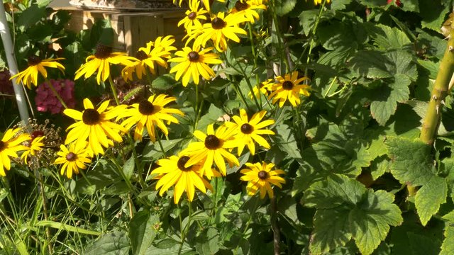 A bed of rudbeckia hirta flowers are weighing in the wind. This flower is also called black-eyed Susan.