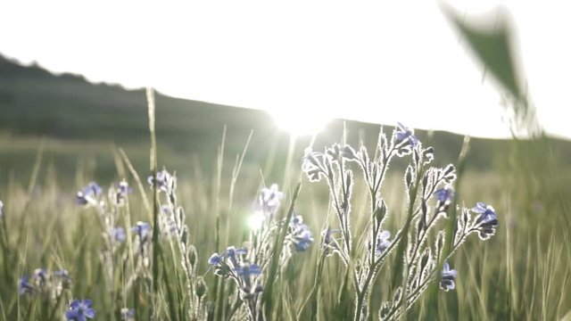 flare comes behind the flowers