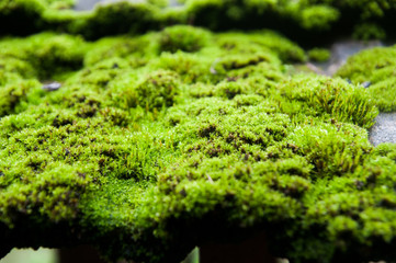 Reindeer moss wall