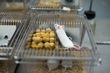 Vaccine test on laboratory mouse Lab rats 