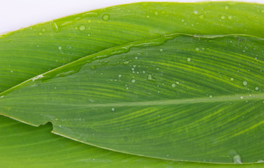 Galangal leaf  on white background
