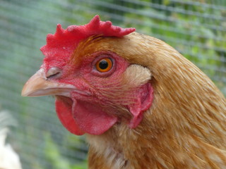 Close up view of a farm red hen