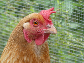 Close-up of a farm red hen near a fence
