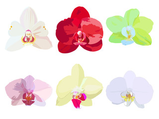 Illustration of six different colors of orchids of different colors. Orchids are red, white, lemon, pink, cream. Flowering home plant. Botanical illustration of orchids flowers. Blooming orchids.