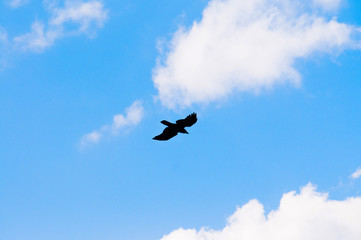 Fototapeta na wymiar Eagle or crow flying high in blue sky with clouds