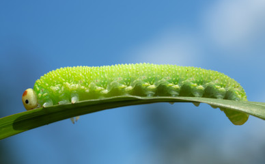 Sawfly, Symphyta larva on grass blade, macro photo