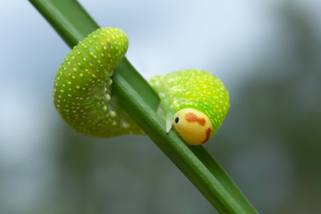 Sawfly, Symphyta larva on grass blade, macro photo
