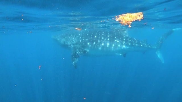 Whale Shark swimming in Holbox Mexico