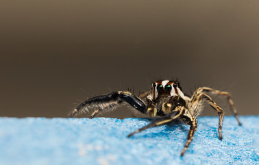 Jumping Spider