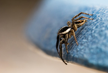 Jumping Spider