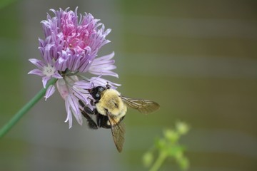 bee on a chive flower