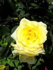 yellow rose on green background