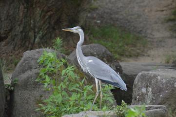 岩の上に立つアオサギ