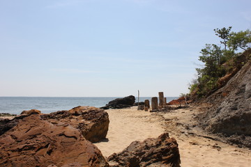 Beach Forrest
