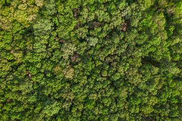 Aerial top view forest, Texture of forest view from above, drone view