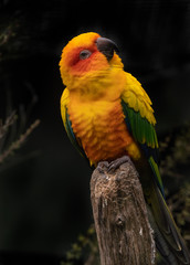 Gorgeous little sun conure parrot with its head turned watching in curiosity. 