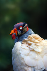 The King Vulture (Sarcoramphus papa) from the New World vulture family Cathartidae, portrait with...