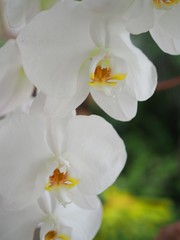 Obraz na płótnie Canvas Close up Of Phalaenopsis Orchid